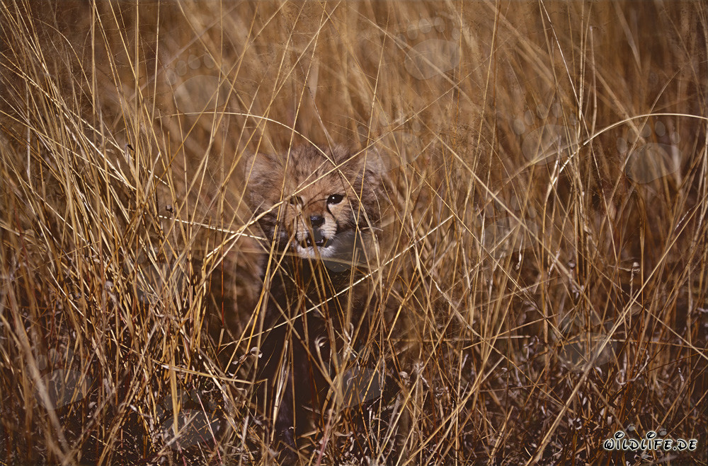 Curious Baby Cheetah Observes from the Tall Grass