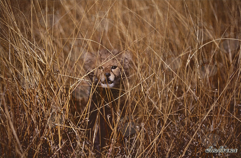 Neugieriges Baby Gepard beobachtet aus dem hohen Gras