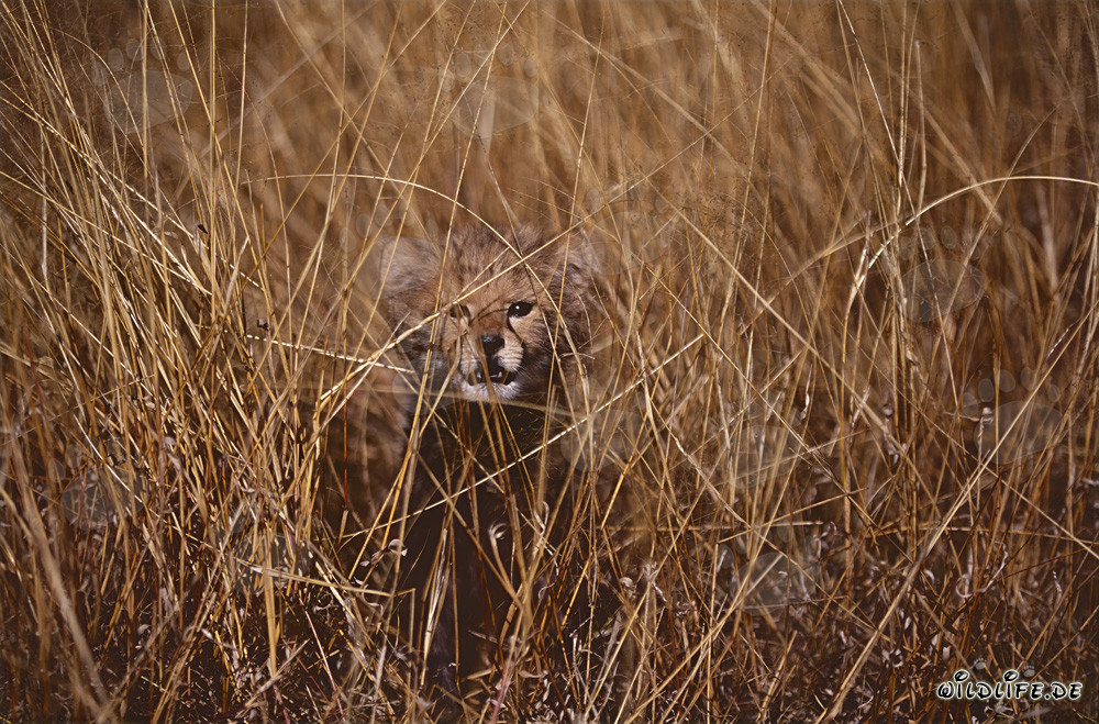 Jeune guépard curieux observant depuis les hautes herbes