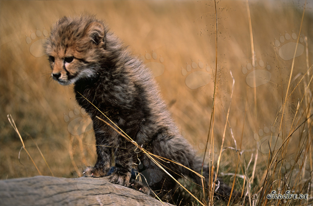 Baby Cheetah climbs onto the fallen tree trunk