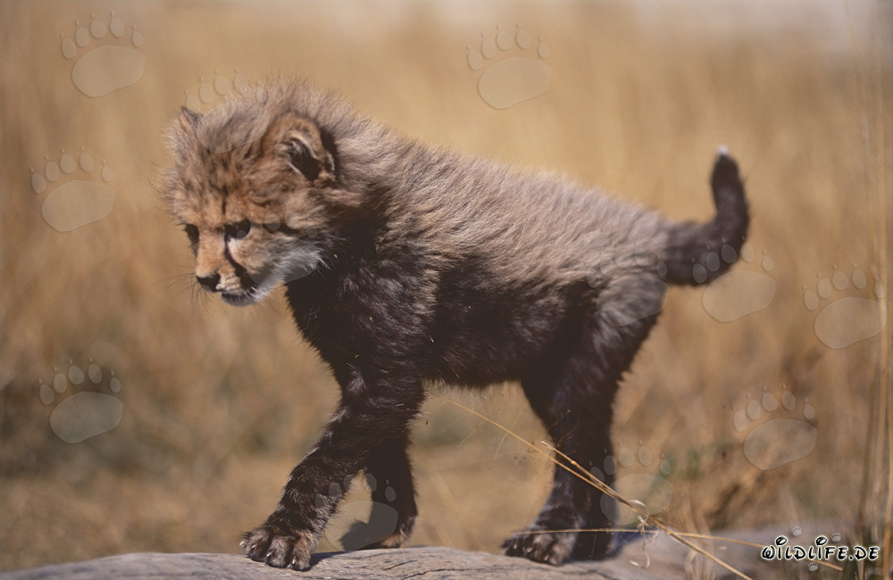 Cachorro de guepardo equilibrándose elegantemente en un tronco de árbol