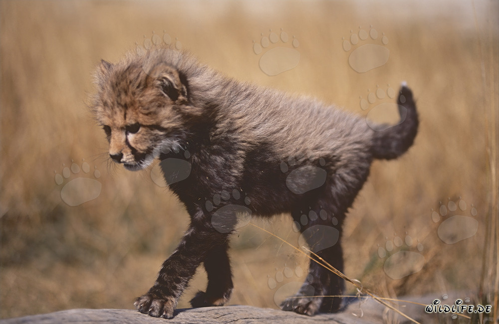 Jeune guépard équilibre élégamment sur un tronc d'arbre