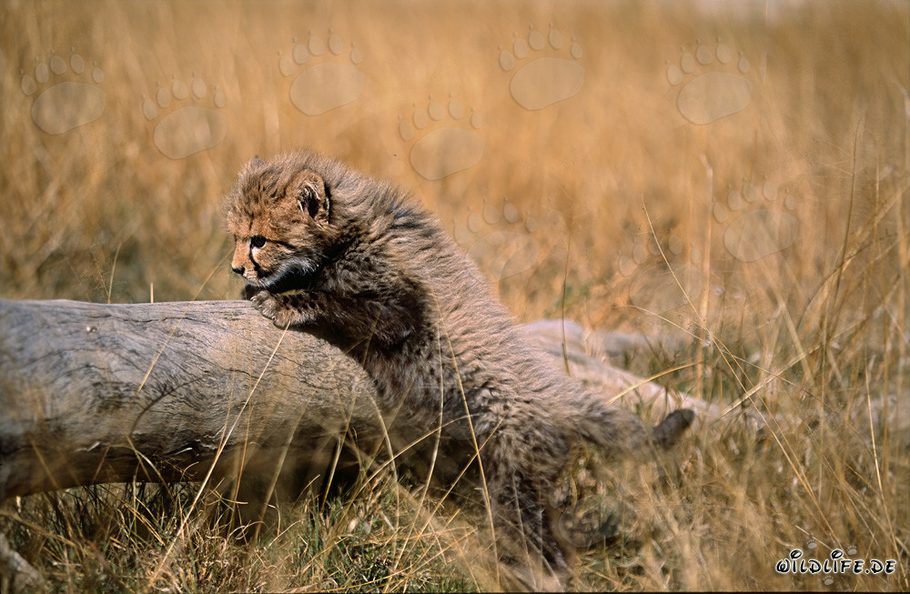 Cheetah cub attempting to climb a tall tree trunk