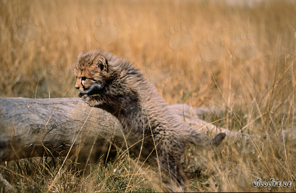 Jeune guépard tente de grimper sur un tronc d'arbre élevé