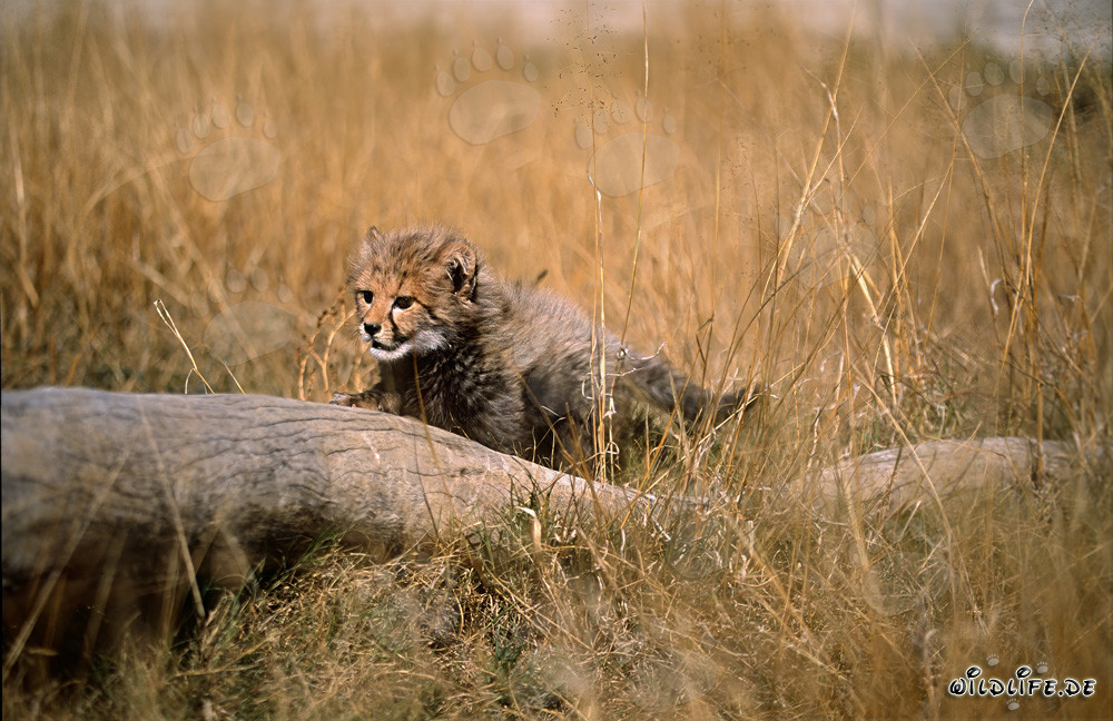 Playful baby cheetah exploring nature around a tree stump
