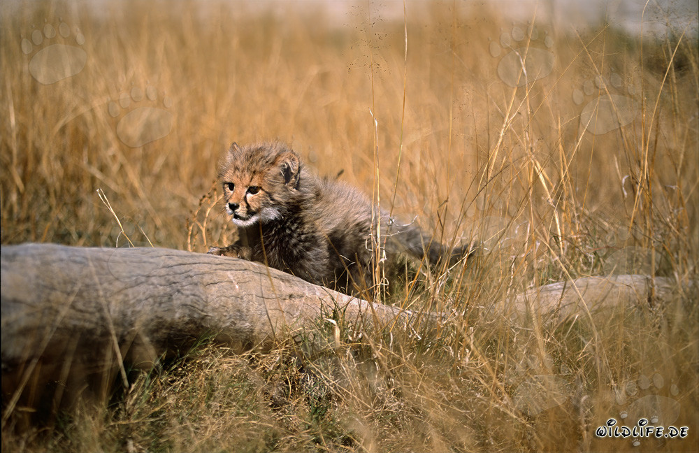 Spielerischer Baby Gepard erkundet die Natur um einen liegenden Baumstamm herum