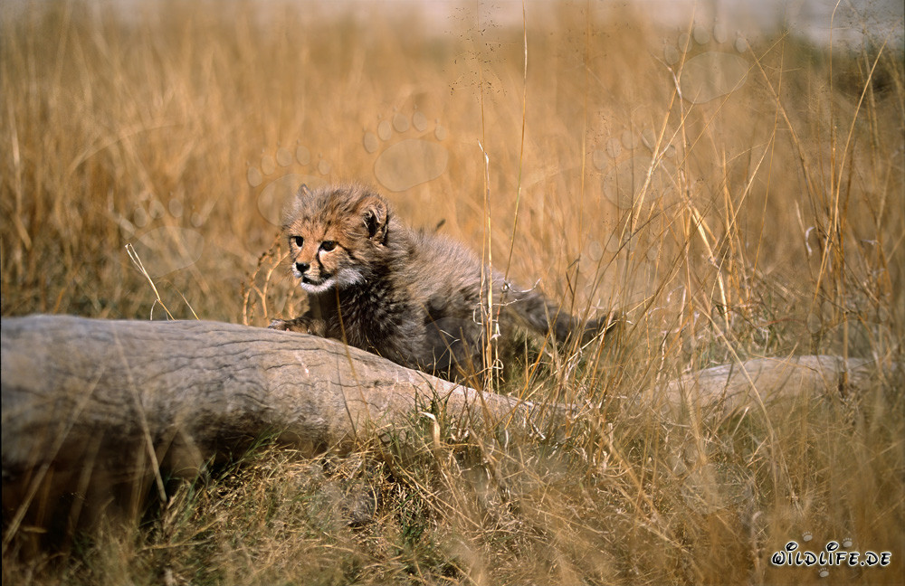 Jeune guépard joueur explore la nature autour d'un tronc d'arbre couché