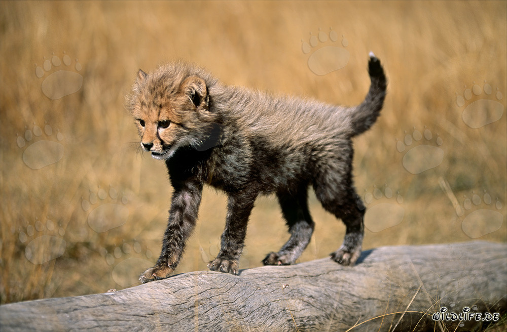 Jeune guépard en équilibre élégant sur un tronc d'arbre