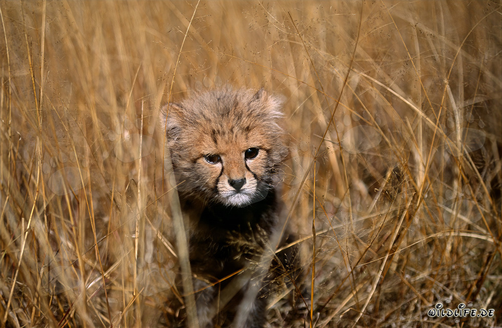 Baby cheetah curiously observing its surroundings