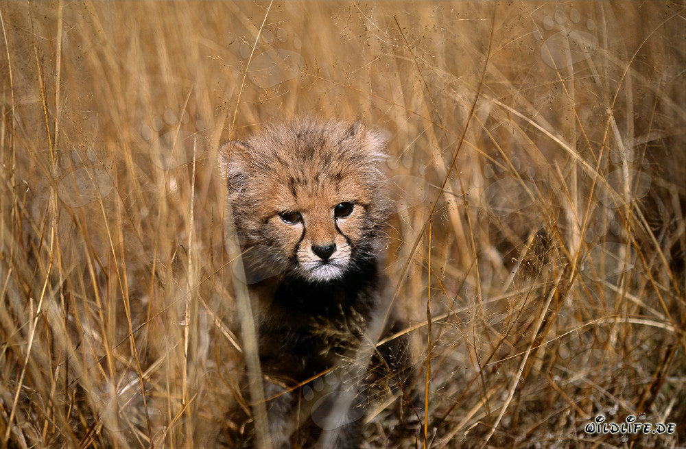 Baby Gepard beobachtet neugierig seine Umgebung