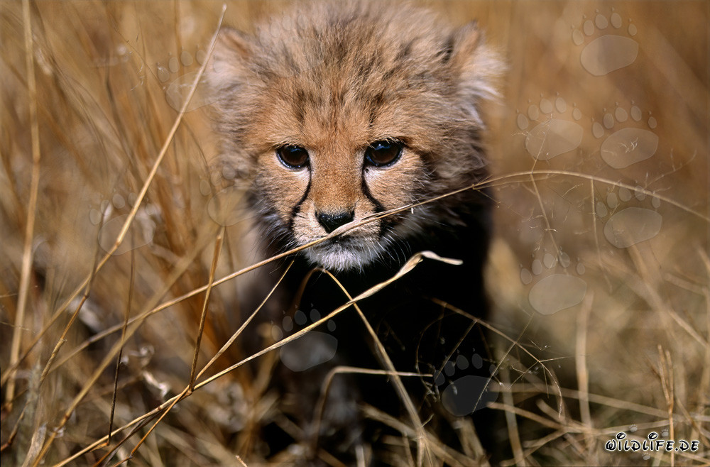 Jeune guépard observant l'environnement dans l'herbe sèche