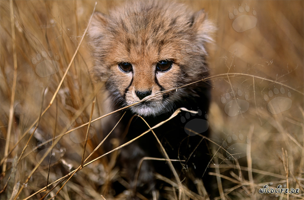 Kleiner Gepard beobachtet die Umgebung im trockenen Gras