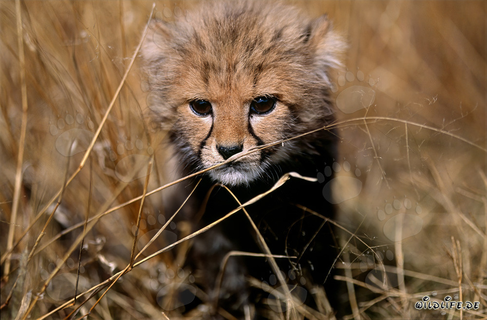 Little Cheetah observing the surroundings in dry grass