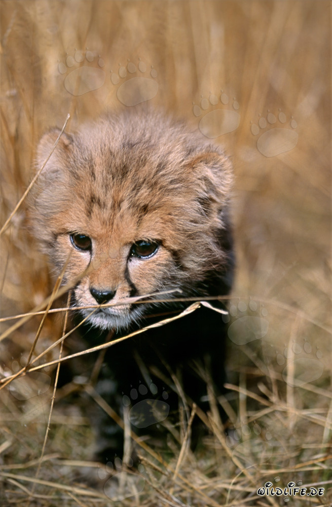 Cheetah cub playing in the tall grass