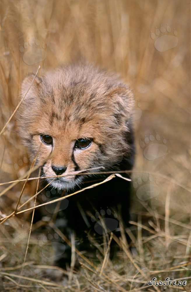 Jeune guépard joue dans les hautes herbes