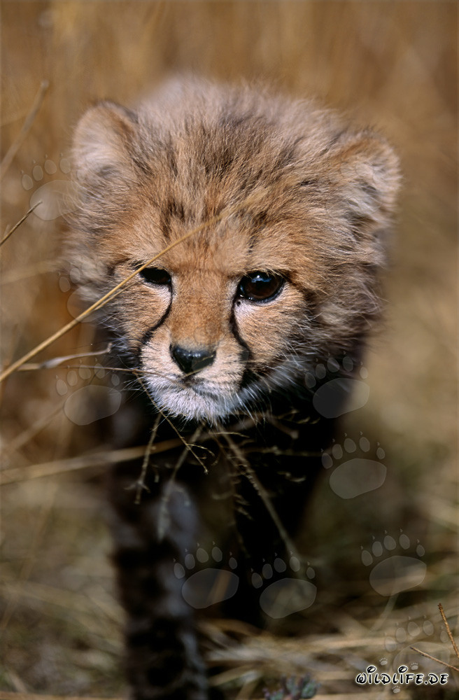 Fascinating Baby Cheetah Eye