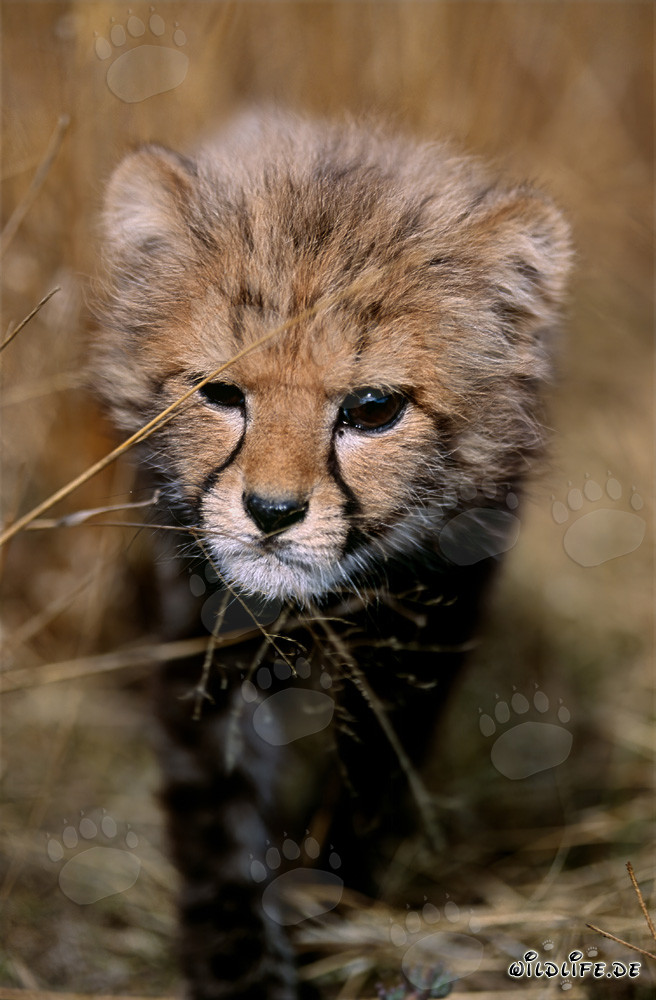Œil de bébé guépard fascinant