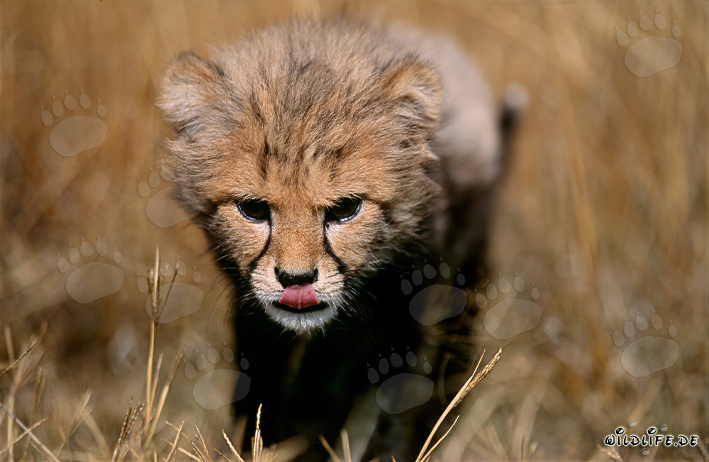 Little cheetah practices stealthy approach