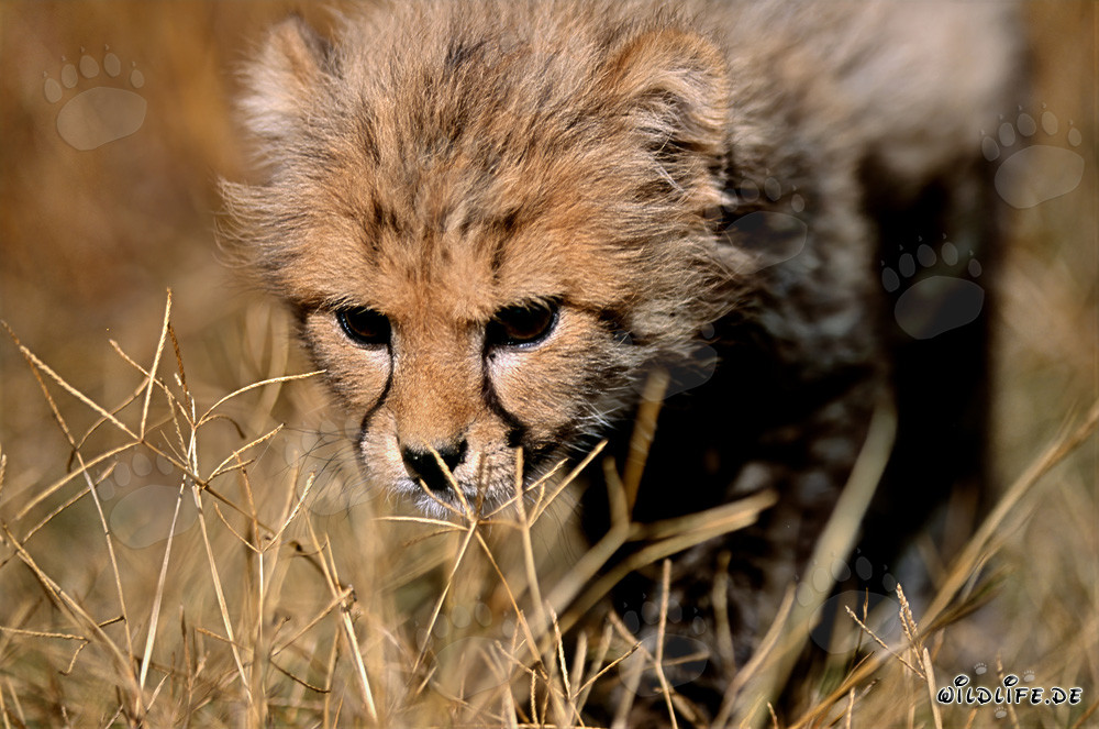 Baby Cheetah makes a discovery in the tall grass