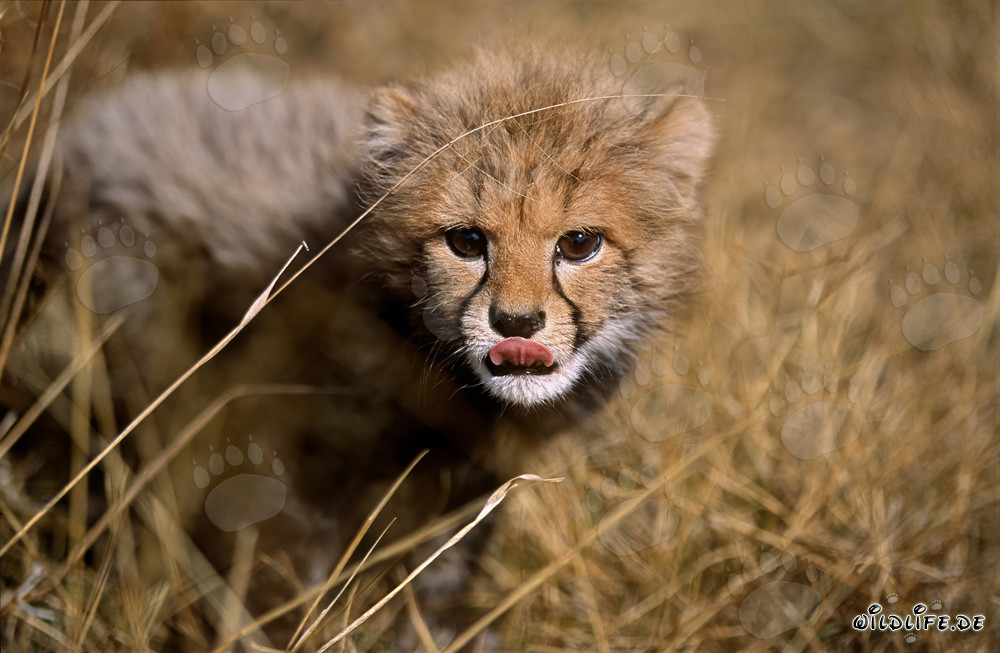 Baby Cheetah explores the world from the tall grass