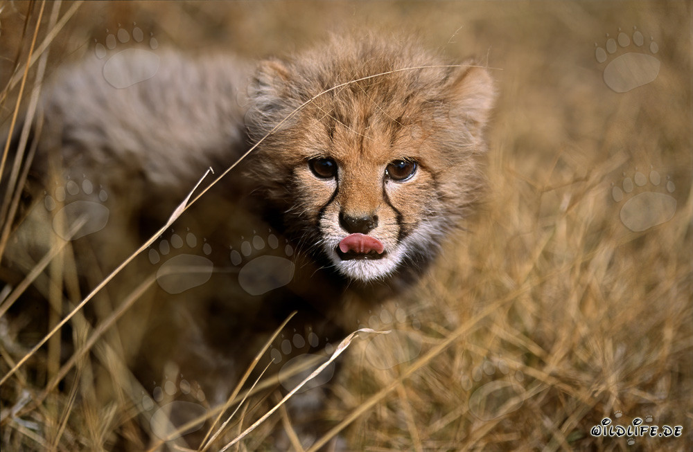 Jeune guépard découvrant le monde depuis les hautes herbes