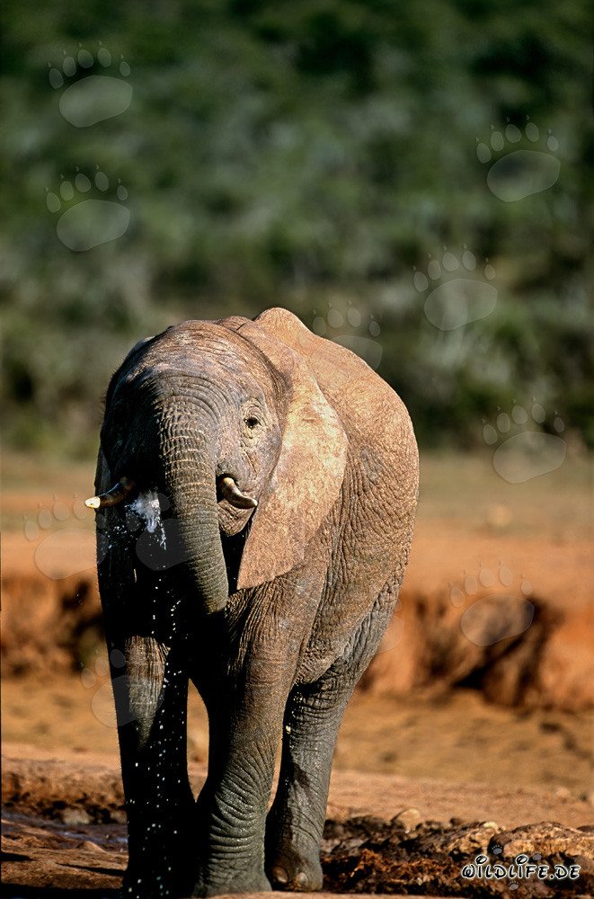 Majestic African Elephant in Addo Elephant National Park, South Africa