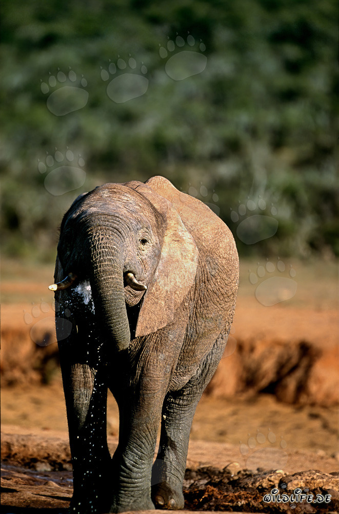 Majestätischer Afrikanischer Elefant im Addo Elephant Nationalpark in Südafrika