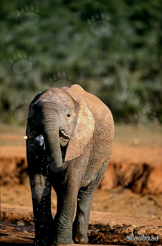 Maestoso elefante africano nel parco nazionale degli elefanti di Addo in Sudafrica