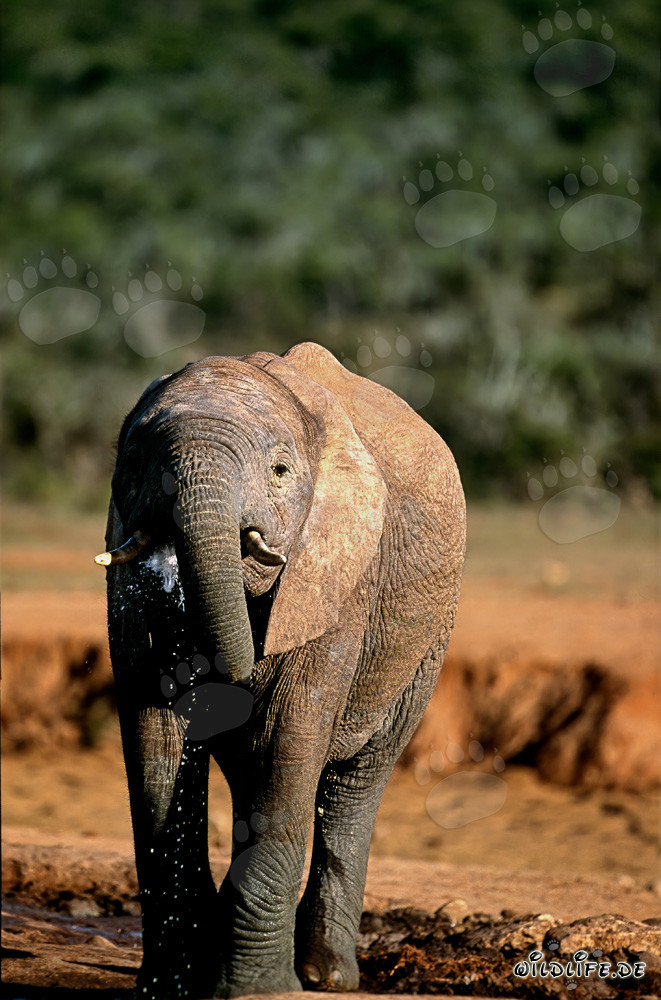 Elefante africano majestuoso en el Parque Nacional de Elefantes de Addo en Sudáfrica