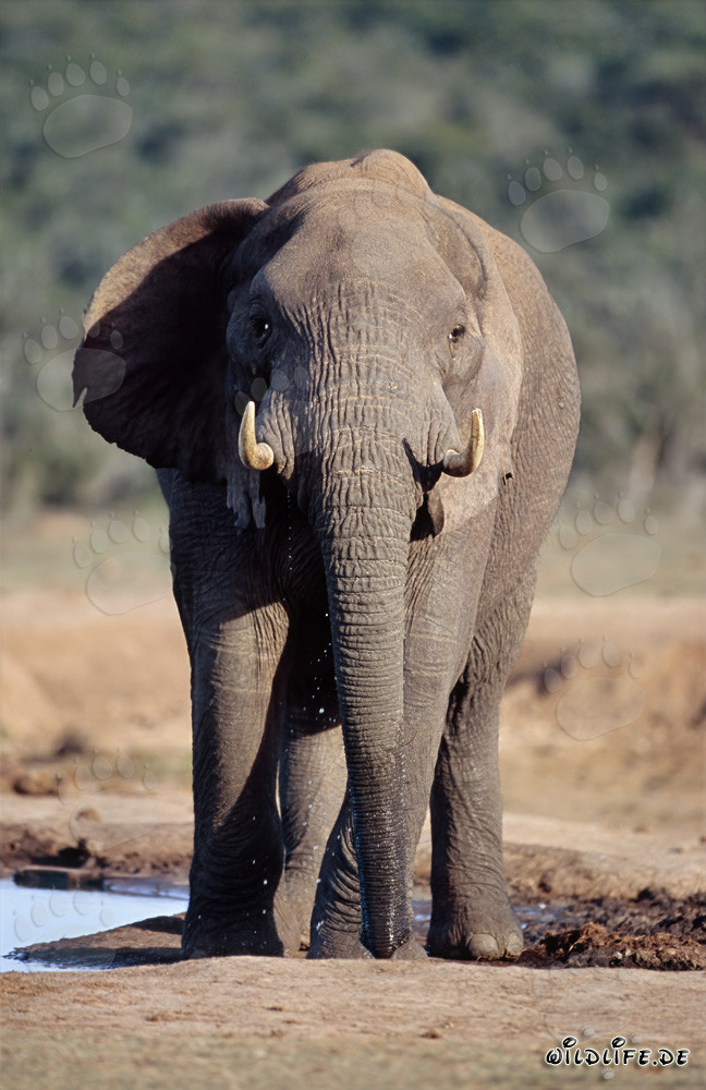 Impressive African Elephant quenching its thirst at a watering hole