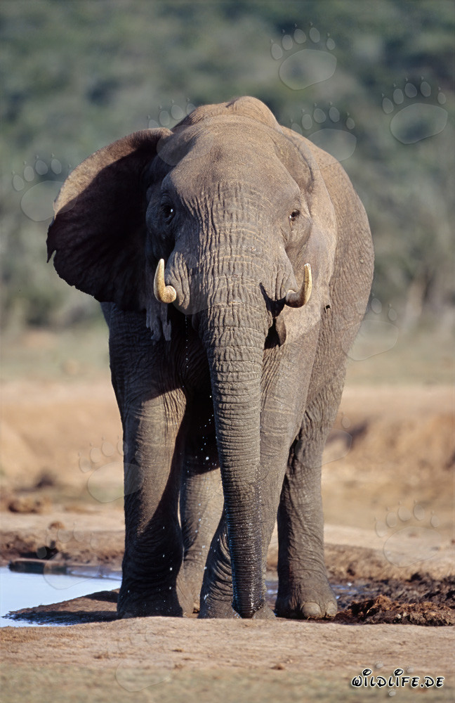Imponente elefante africano si disseta presso un punto d'acqua