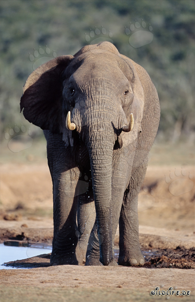 Elefante africano imponente sacia su sed en un punto de agua