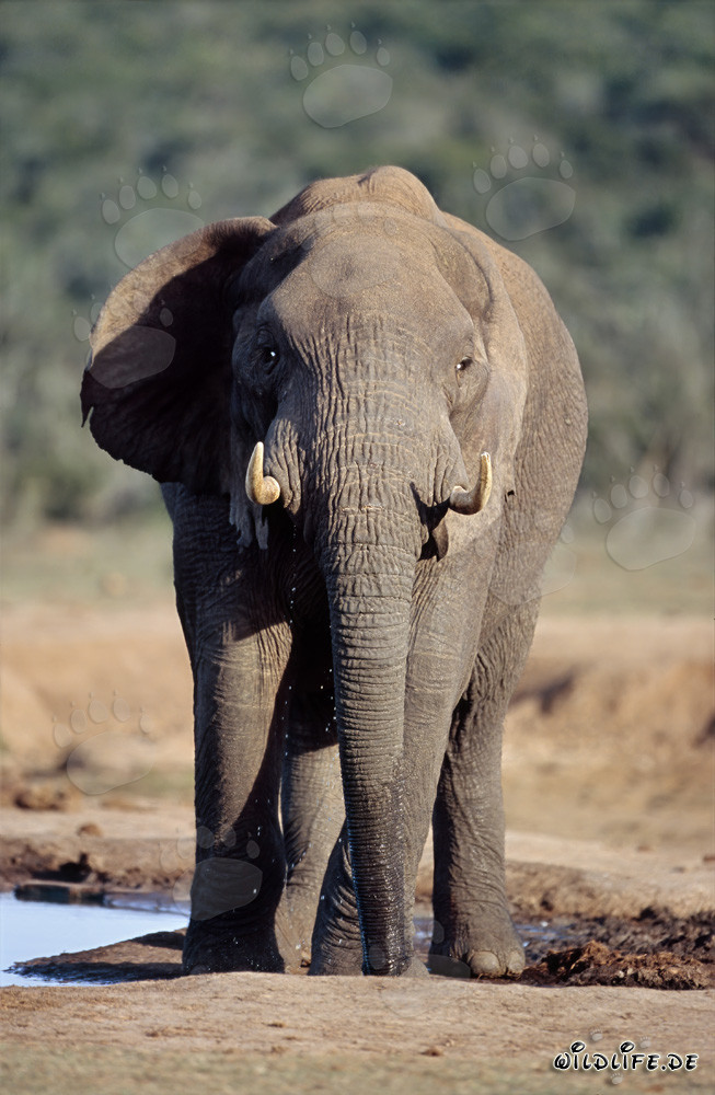 Majestic African Elephant observes its surroundings