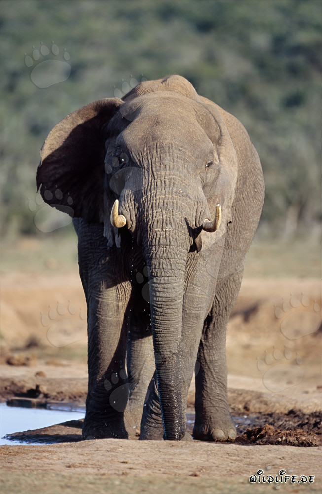 Elefante africano majestuoso observando su entorno