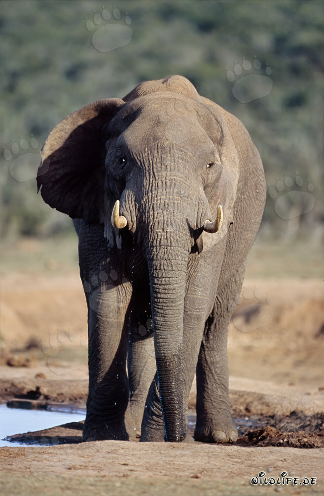 Maestoso elefante africano osserva attentamente il suo ambiente