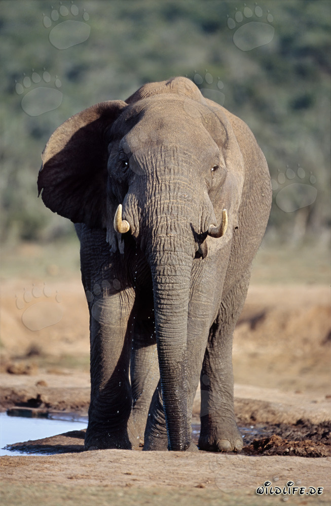 Éléphant africain majestueux observant son environnement