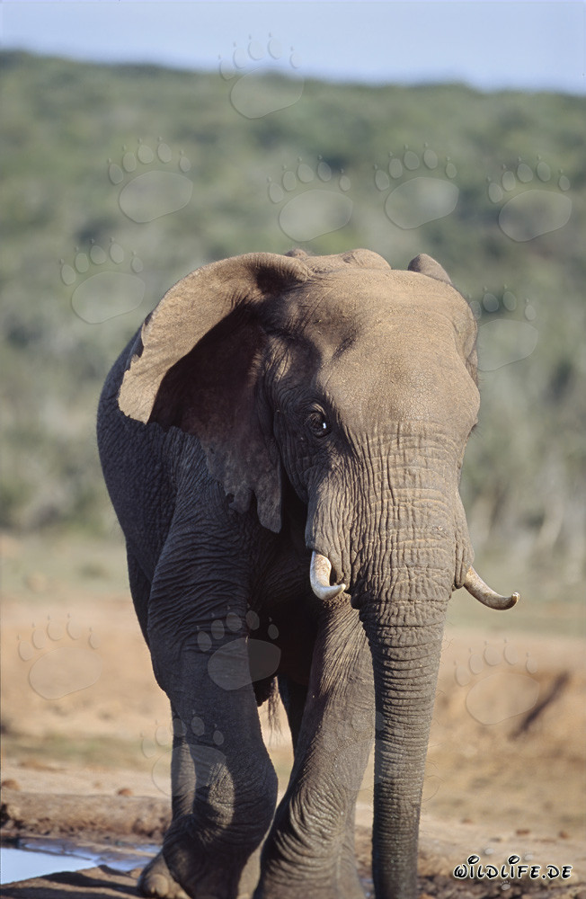 Majestic African Elephant at a picturesque waterhole