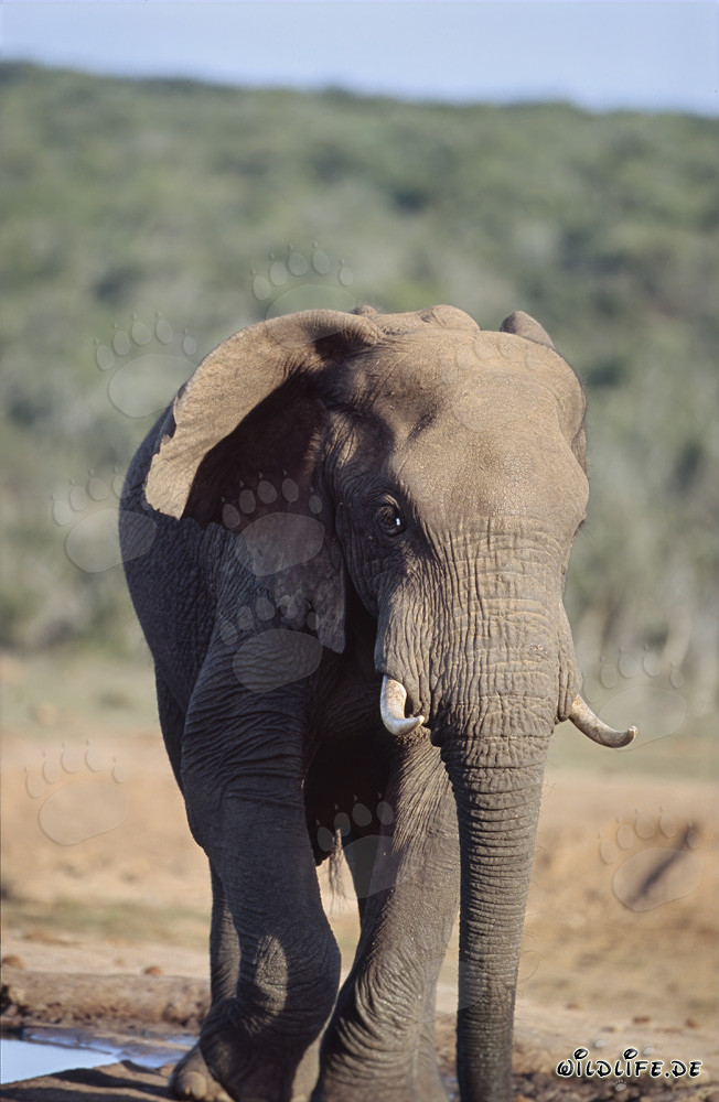 Majestätischer Afrikanischer Elefant an einer malerischen Wasserstelle