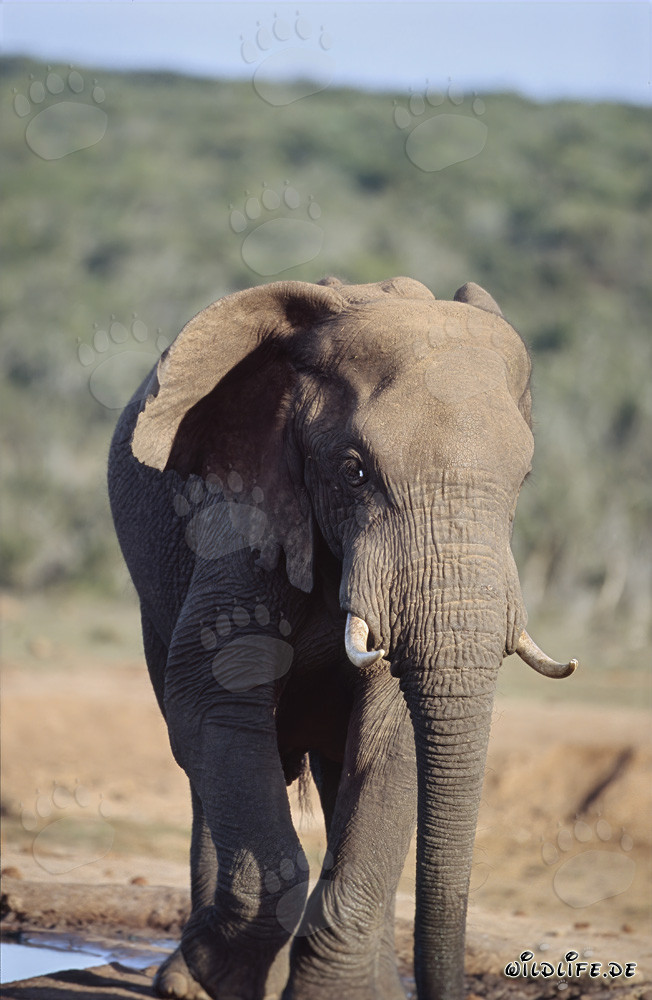Élégant éléphant d'Afrique près d'un point d'eau pittoresque