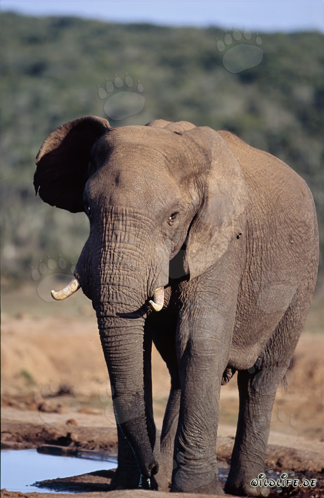 Majestätischer Afrikanischer Elefant beim Trinken an der Wasserstelle