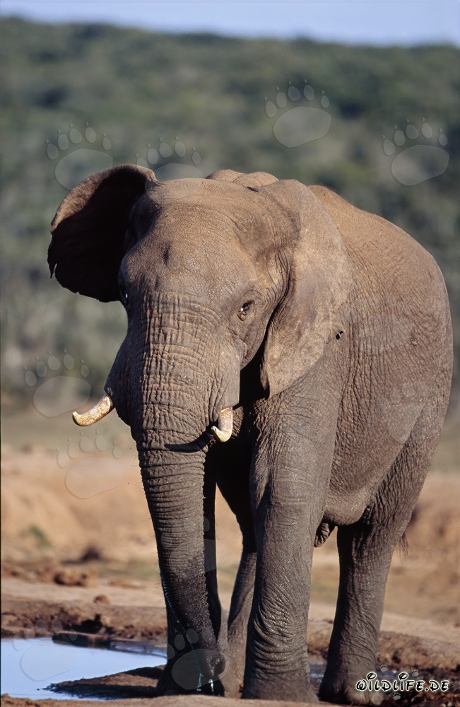 Elefante africano majestuoso bebiendo en el abrevadero
