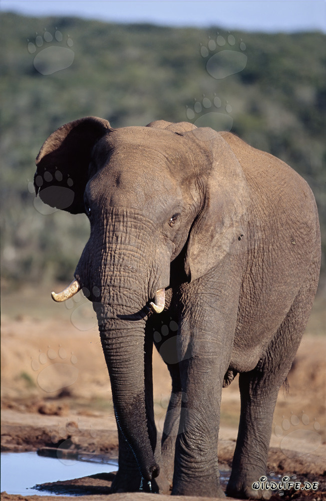 Maestoso elefante africano che beve alla pozza