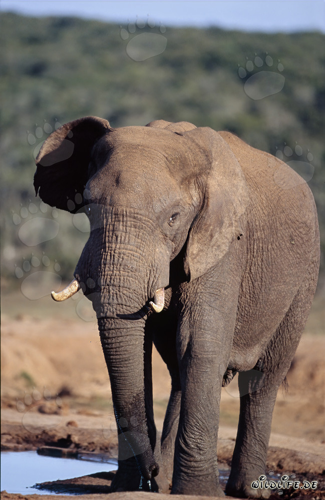 Éléphant africain majestueux buvant à l'abreuvoir