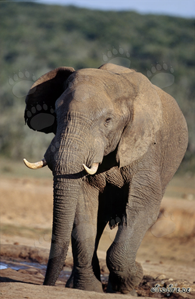 Maestoso toro elefante presso l'abbeveratoio nel Parco Nazionale degli Elefanti di Addo in Sudafrica