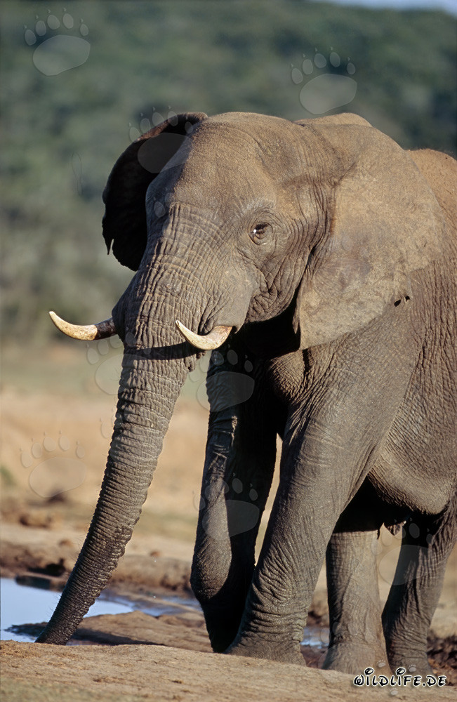 Majestic African Elephant drinking at the waterhole