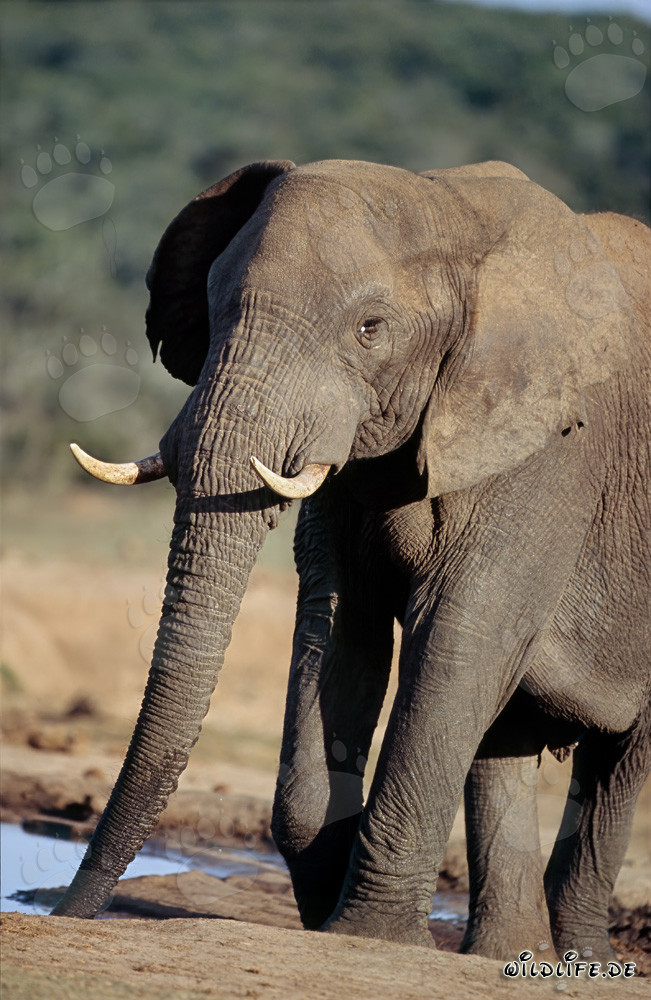 Majestätischer Afrikanischer Elefant trinkt an der Wasserstelle