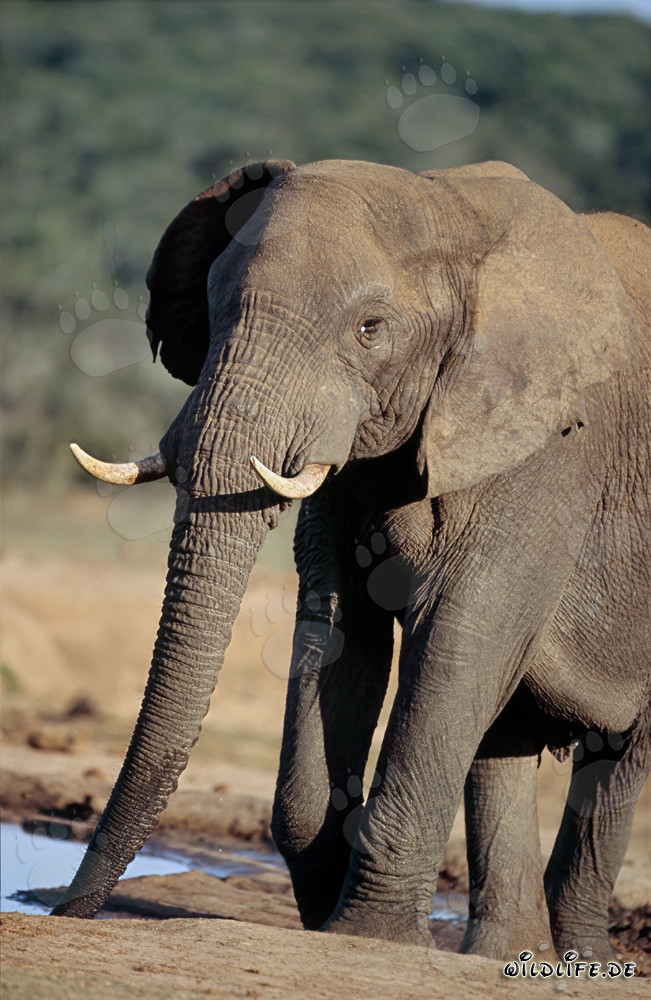 Maestoso elefante africano che beve alla pozza d'acqua
