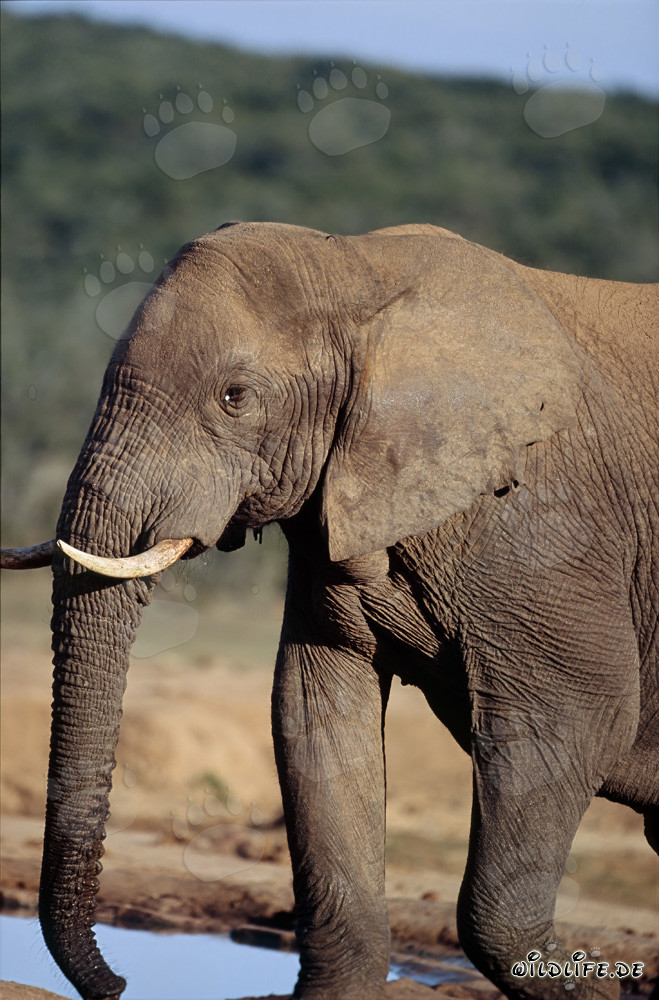 Maestoso elefante africano presso l'abbeveratoio