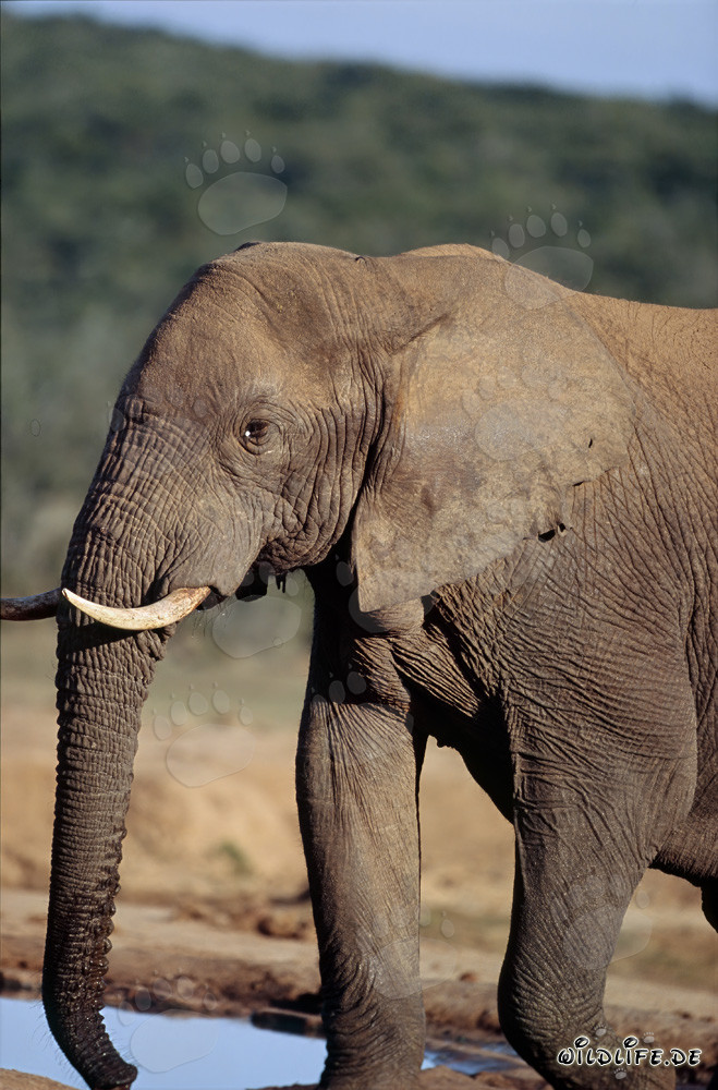 Elefante africano majestuoso en el abrevadero