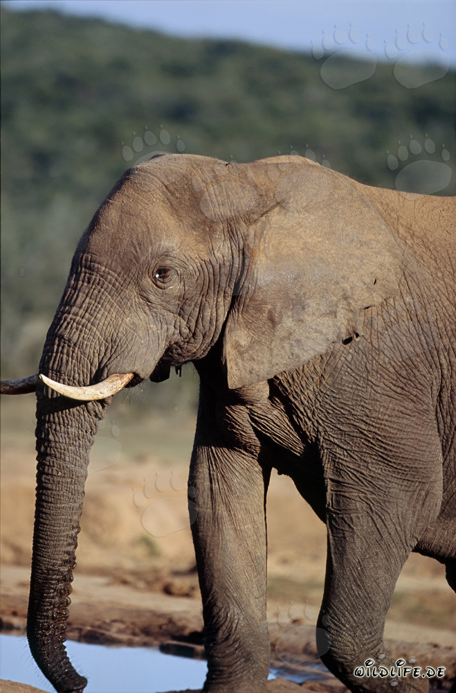 Éléphant africain majestueux à l'abreuvoir